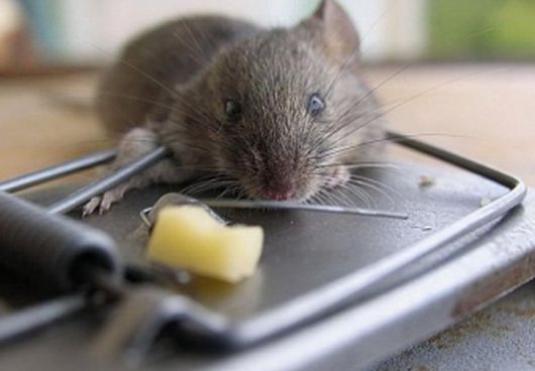 Comment attraper une souris dans un appartement?