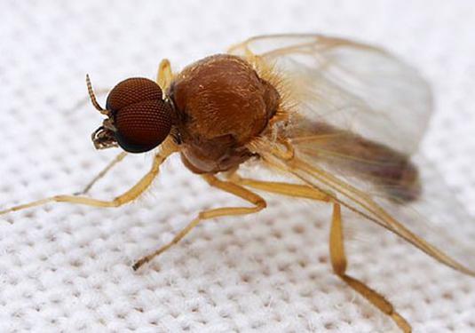 D'où viennent les moucherons?