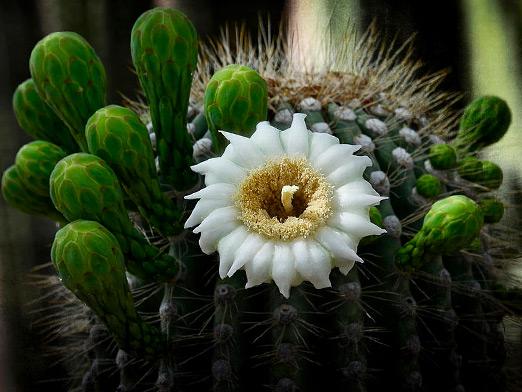 Comment fleur de cactus?