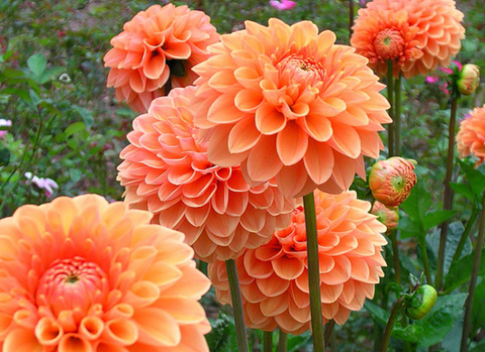 Comment conserver les dahlias?