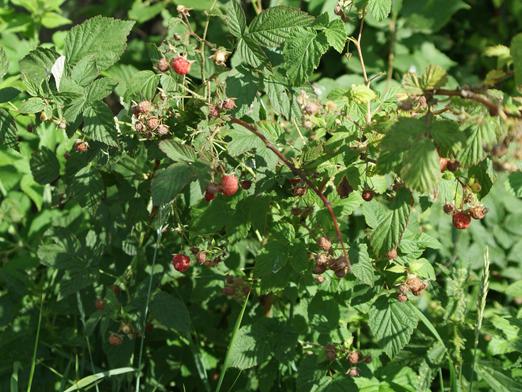 Comment couper les framboises?