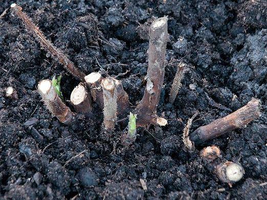 Comment planter des framboises?