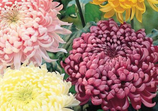 Comment garder les chrysanthèmes en hiver?