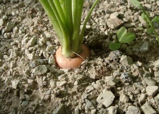 Comment faire pousser des légumes?