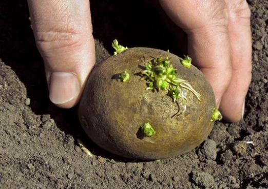 Quand planter des pommes de terre?