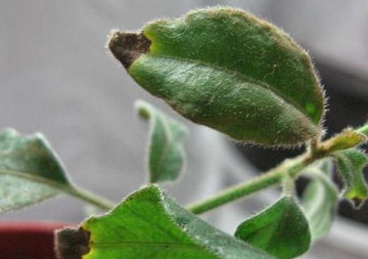 Pourquoi les pointes de feuilles sèchent-elles?