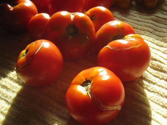 Pourquoi les tomates craquent-elles?