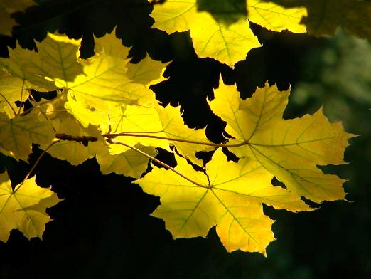 Pourquoi les feuilles deviennent-elles jaunes?