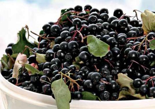 Quelle est l'utilisation de l'airelle d'aronia?