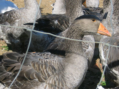 Qu'est-ce qu'un foie gras?