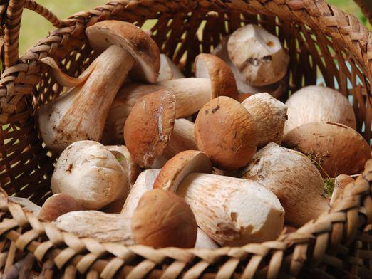 Quels champignons peuvent être récoltés?