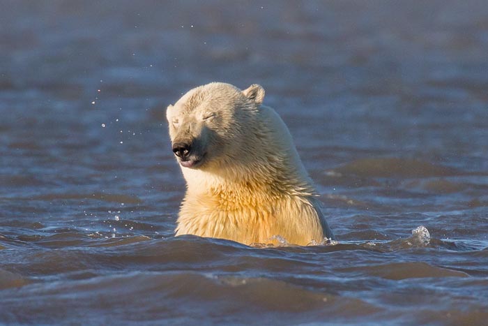 Le photographe est venu en Alaska pour prendre des photos d'ours polaires mais n'y a pas trouvé de neige