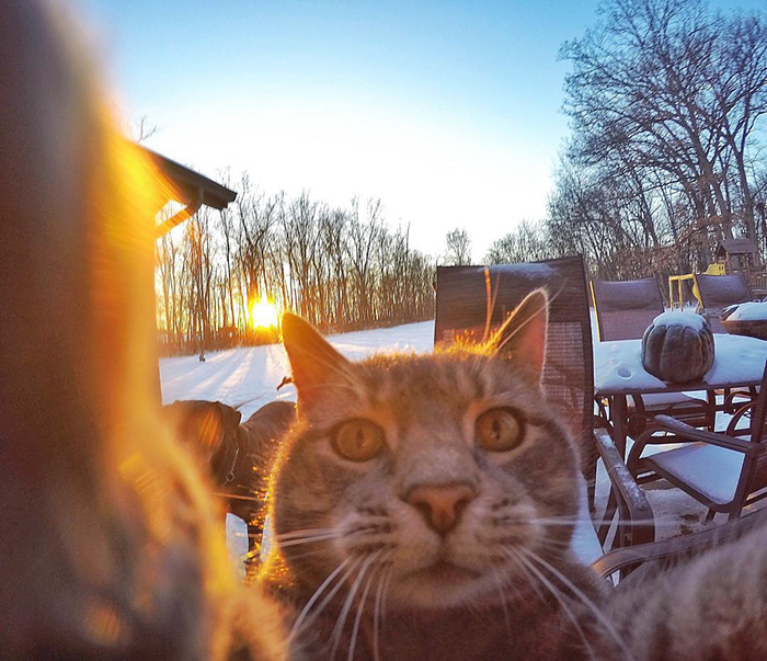 chat de selfie