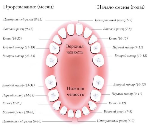Quelles sont les dents appelées?