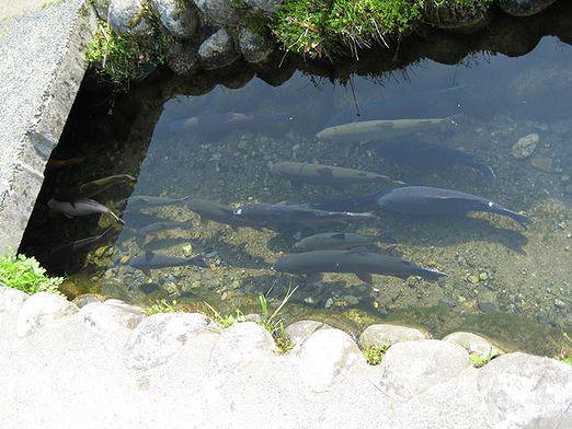 Pourquoi un homme rêve d'un poisson?