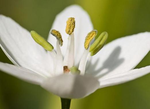 Pourquoi une fleur blanche rêve?