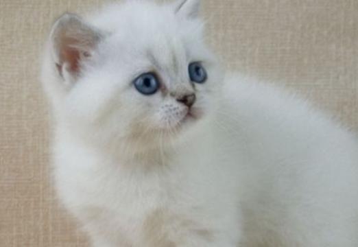 Pourquoi rêver d'un chaton blanc?