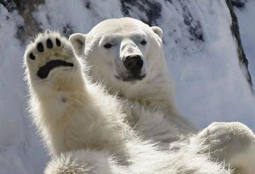 Pourquoi un ours polaire rêve?