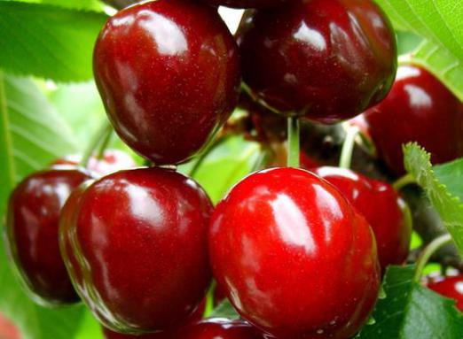 Pourquoi rêver des cerises?