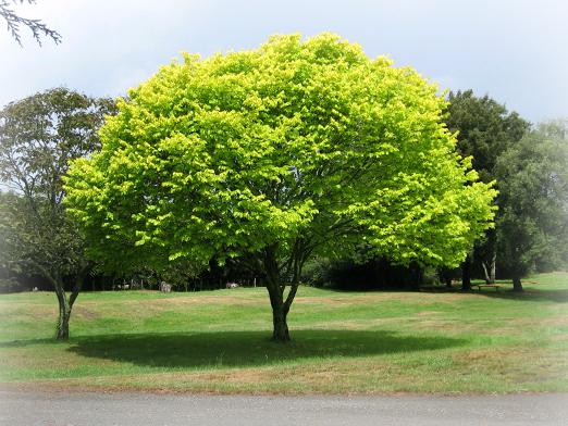 Quel est le rêve d'un arbre?