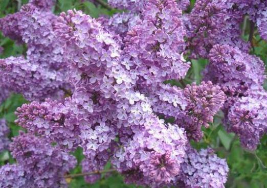 De quoi rêve un lilas?