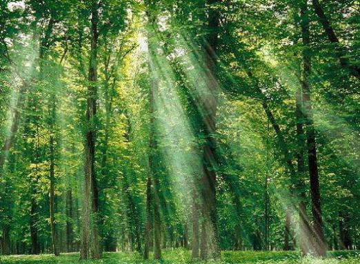 Pourquoi rêves-tu verts?