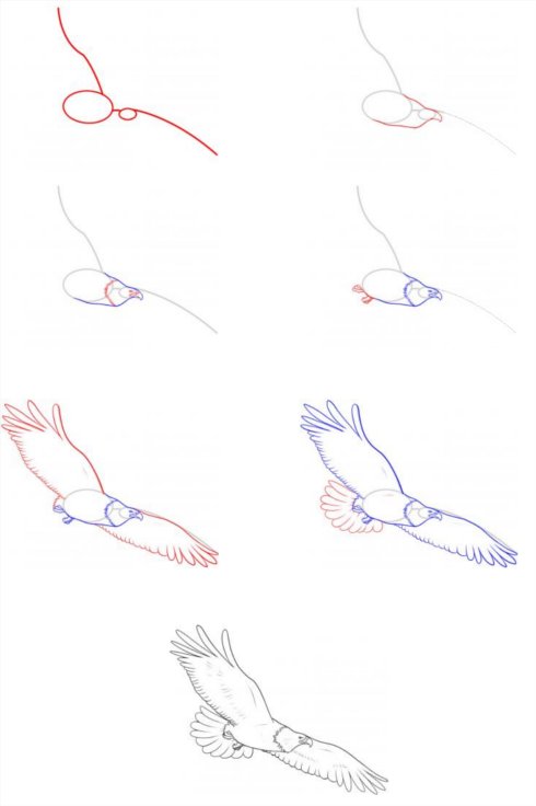 Comment dessiner un aigle?