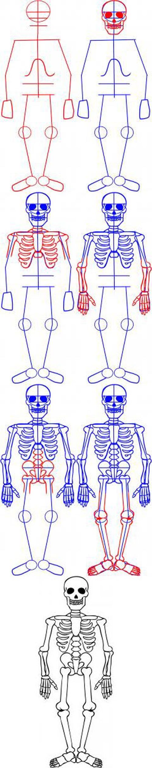 Comment dessiner un squelette?