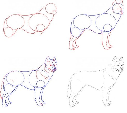 Comment dessiner un chien husky?