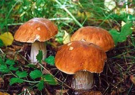 Qu'est-ce qui rend les champignons différents des plantes?