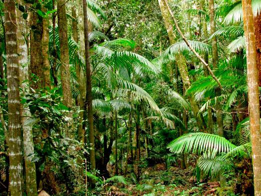 Où poussent les forêts tropicales?