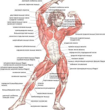 Quels sont les muscles appelés?