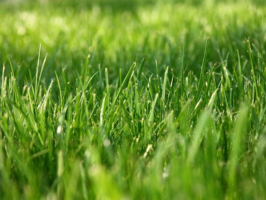 Comment pousse l'herbe?