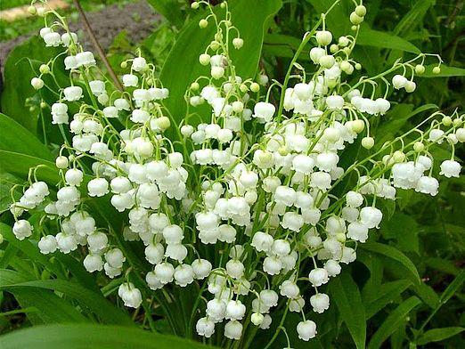 Quand le muguet fleurit-il?