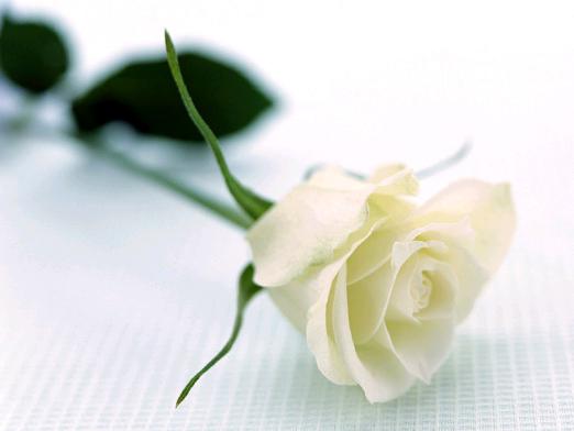 Que signifie une rose blanche?