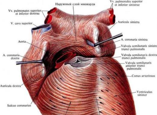 Qu'est-ce que le myocarde?