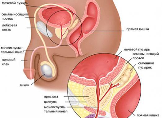 Quelle est la prostate?