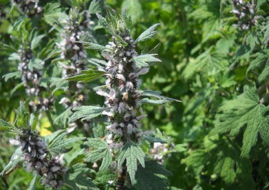 Comment prendre un motherwort?