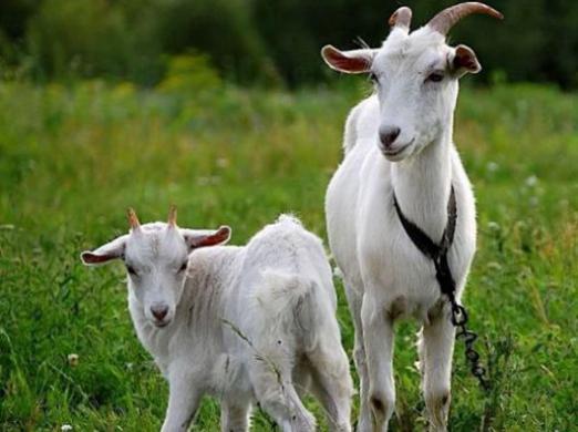 Comment nourrir une chèvre?