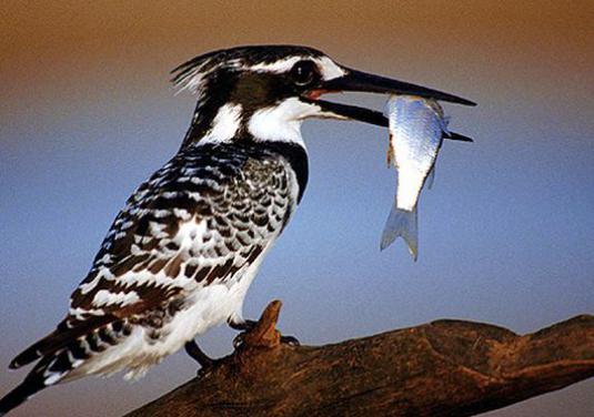 Que mangent les oiseaux?