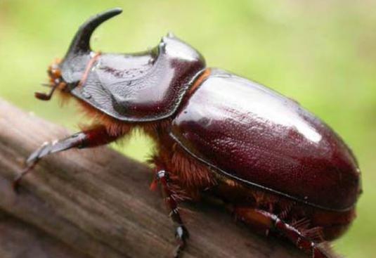 Qu'est-ce que les coléoptères mangent?