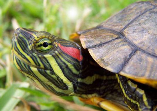 Que mangent les tortues à oreilles rouges?