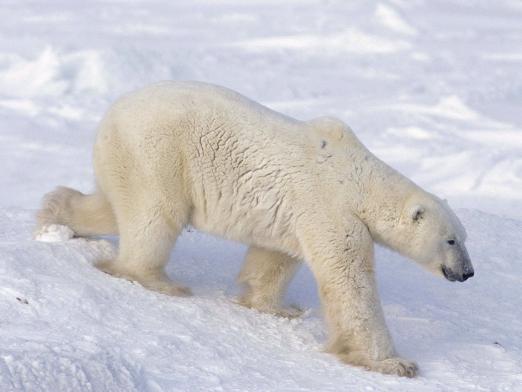 Où vivent les ours polaires?