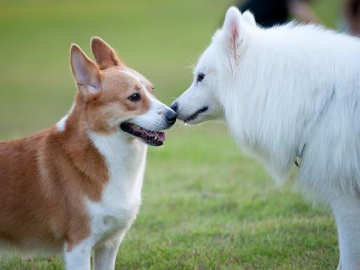 Comment disent les chiens?