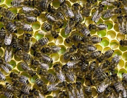 Comment se débarrasser des abeilles?