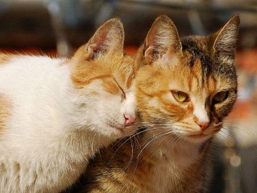 Comment se faire des amis les chats?