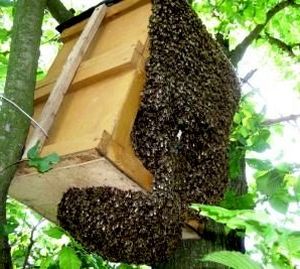 Attraper les abeilles