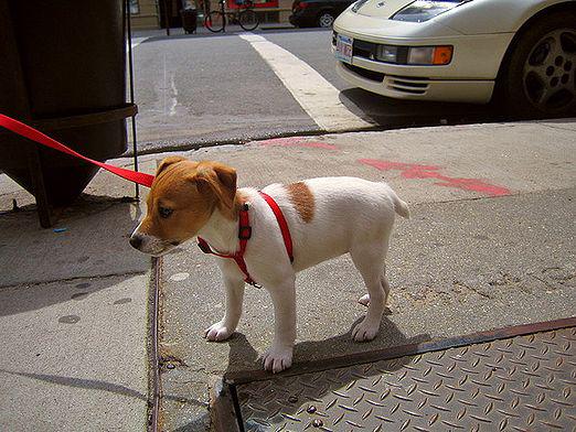 Comment enseigner le chiot à la rue?