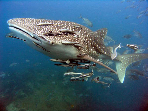 Requin baleine