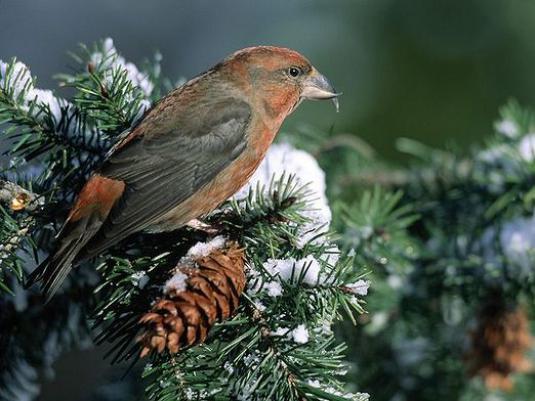 Quel oiseau montre les poussins en hiver?